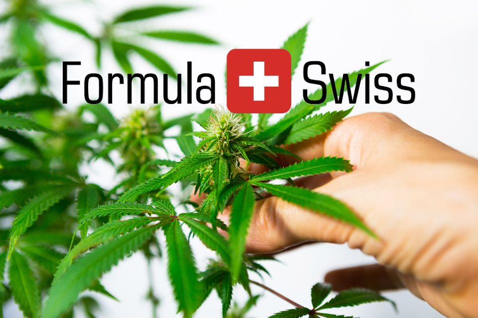 Formula swiss: De bedst sælgende økologiske cannabisdråber i danmark