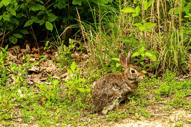 Top 7 bedømte rabbit vibratorer: Hvad er den bedste for dig?
